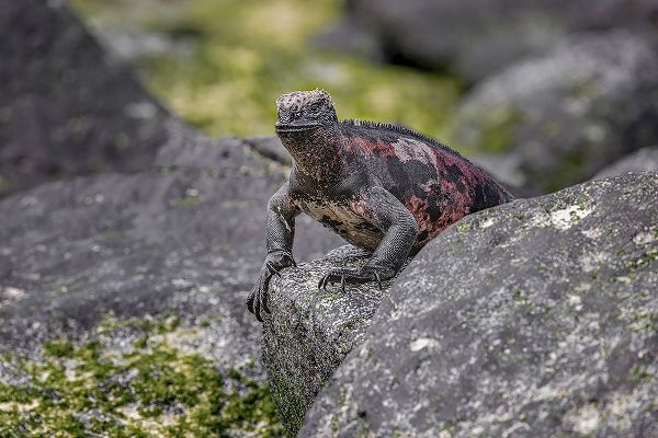 Jones, Adam 아티스트의 Marine iguana-Espanola Island-Galapagos Islands-Ecuador작품입니다.